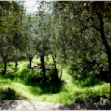 Through the olive groves