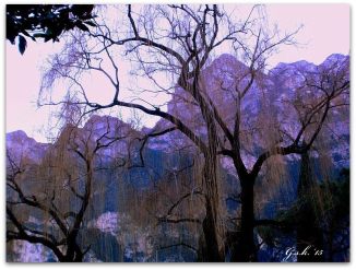 purple mountain willow